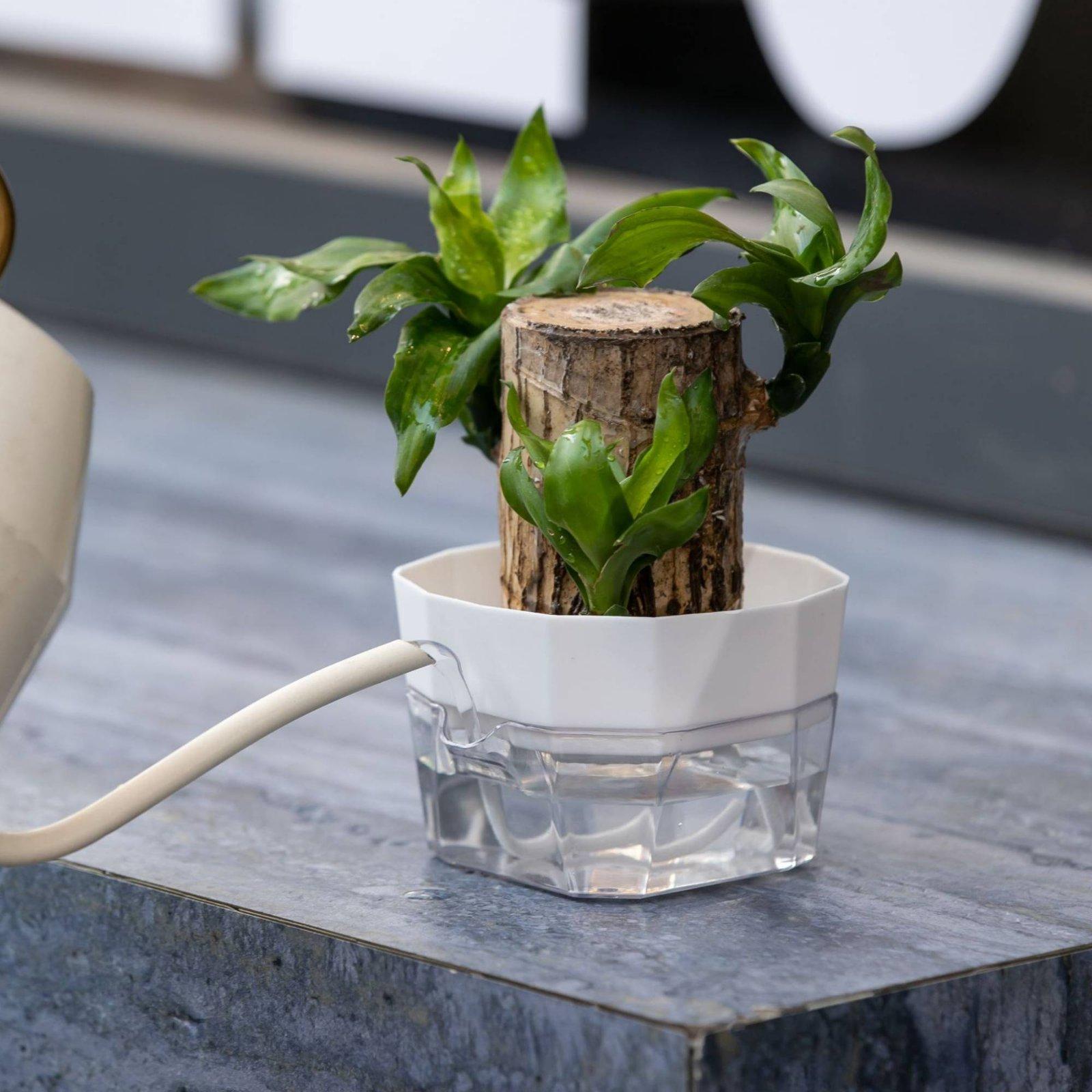 수경재배 화병 2단 자동 급수 화분 투명 PET 재질  - Self Watering Planter 리뷰 및 가격