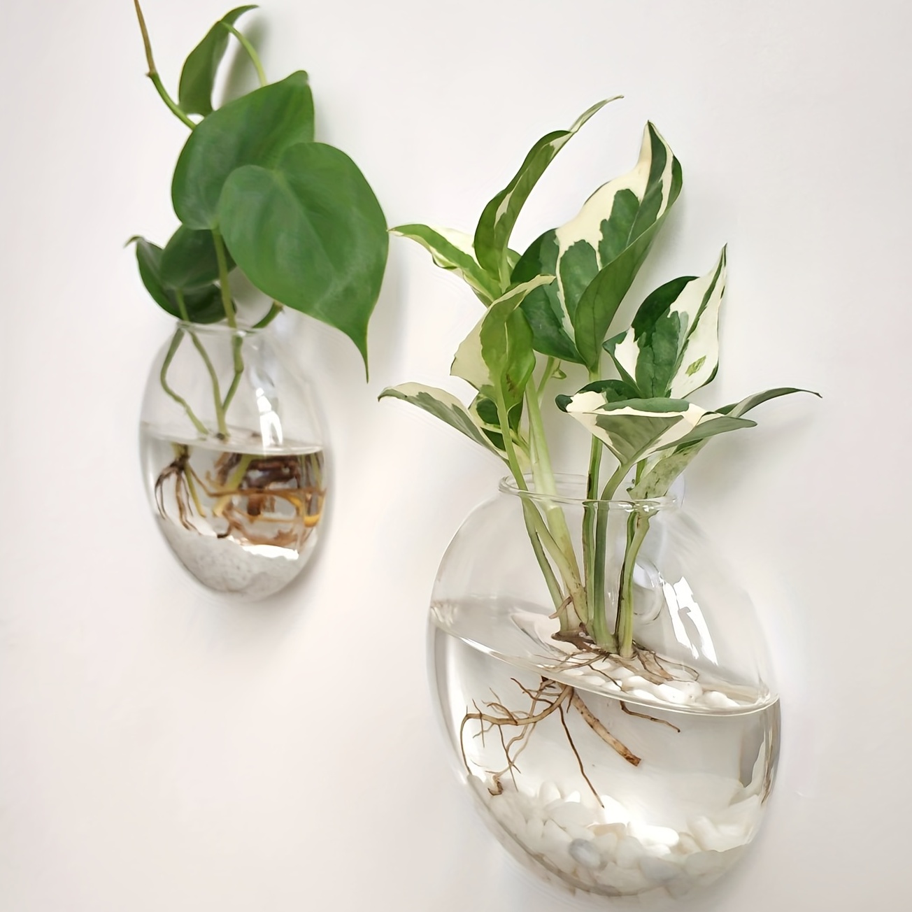 2개/4개/6개 세트, 벽걸이형 유리 테라리움 화분,  - Hydroponic Grow Pod 리뷰 및 가격