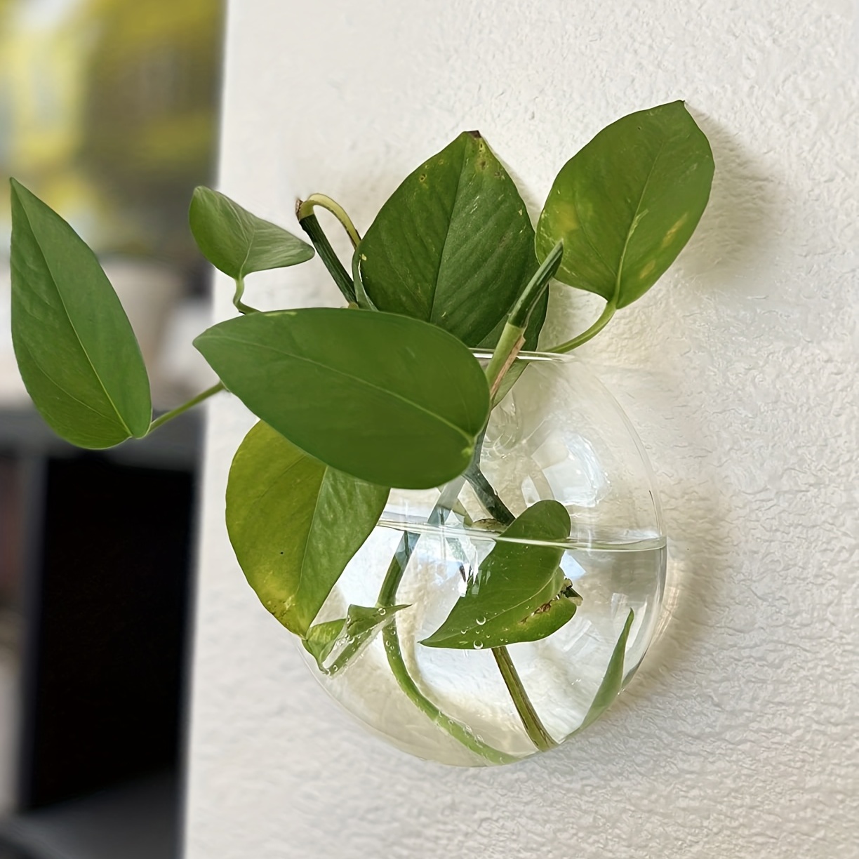2개/4개/6개 세트, 벽걸이형 유리 테라리움 화분,  - Hydroponic Grow Pod 리뷰 및 가격